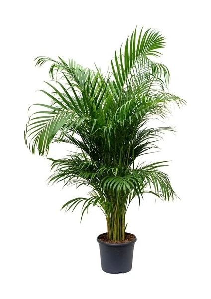 Areka Salon Palmiyesi 80-100 cm Areca Palm