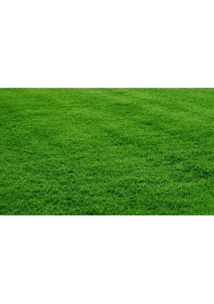 Bermuda Grass Çimi Tohumu (Kurak ve Susuz Alanlara Özel) 1 kg