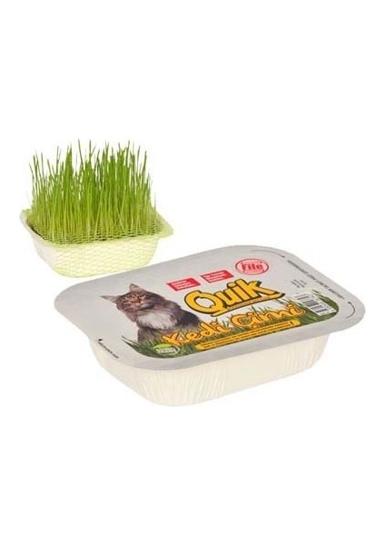 Kedi ve Kemirgen Çimi
