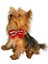 Gc Silver Yılbaşı Köpek Papyonu 3