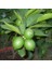 Tüplü Aşılı Lime Quat Çekirdeksiz Limon Fidanı 2 Yaş 90-110 cm Boy 1