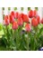 Lale Tulipa Gesnerıana Van Eijk 5 Adet Soğan 1