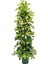 Şeflera Bitkisi Schefflera Bitkisi 100-140 cm 5 Parmak Bitkisi Ev,ofis ve Salon Bitkisi 1