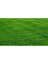 Bermuda Grass Çimi Tohumu (Kurak ve Susuz Alanlara Özel) 1 kg 1