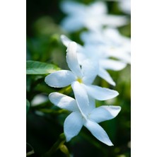 Çiçekflix Ful Yasemin Izmir Yasemini Kokulu 70 - 80CM