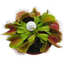 Etobur Bitkim Canlı Saksıda Dikili Büyük Kapanlı Sinek Kapan Bitkisi Dionaea Muscipula Venus Flytrap