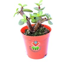 Kaktüs & Sukulent Carbon Temizleyici Bonsai, Portulacaria Afra- Minik Yeşil Yapraklı-Bonsai-Yeşim Ağacı-5,5 cm Saksı