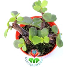 Kaktüs & Sukulent Carbon Temizleyici Bonsai, Portulacaria Afra- Minik Yeşil Yapraklı-Bonsai-Yeşim Ağacı-5,5 cm Saksı