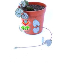 Kaktüs & Sukulent Kalp Kalbe Karşı Çiçeği ,ceropegia Woodii Sarkan Sukulent 5,5 cm Saksıda