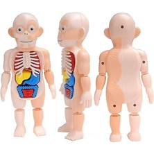 Çocuk Montessori 3D Bulmaca Insan Vücudu Anatomisi Modeli Eğitim Öğrenme Organ Monte Oyuncak Vücut