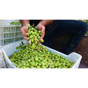 Domat Zeytin Fidanı Tüplüdür 50 60 cm Boy