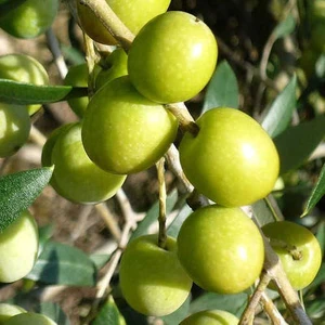 Halhal Zeytin Fidanı Tüplüdür 50 60 cm Boy