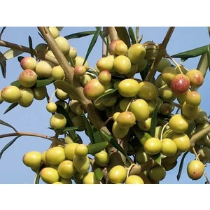 Arbeguina Zeytin Fidanı Tüplüdür Bodur