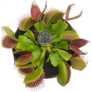 Etobur Bitkim Canlı Saksıda Dikili Büyük Kapanlı Sinek Kapan Bitkisi Dionaea Muscipula Venus Flytrap