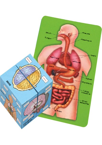 Insan Organları Anatomisi Yapboz Yapısı Çocuk Oyuncaklar Öğrenme Yapboz (Yurt Dışından)