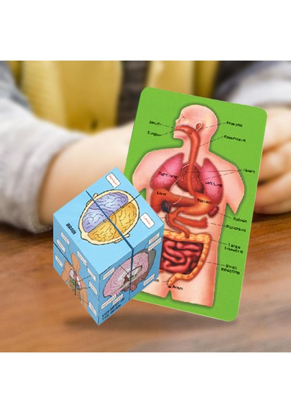 Insan Organları Anatomisi Yapboz Yapısı Çocuk Oyuncaklar Öğrenme Yapboz (Yurt Dışından)