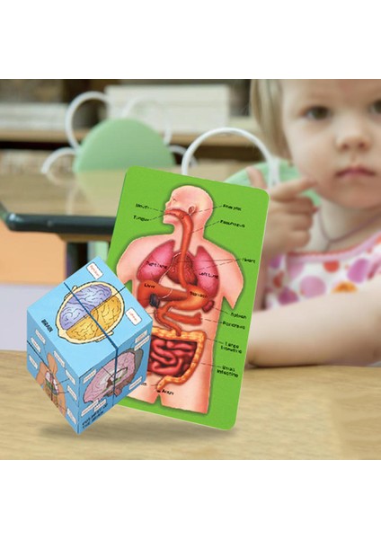 Insan Organları Anatomisi Yapboz Yapısı Çocuk Oyuncaklar Öğrenme Yapboz (Yurt Dışından)