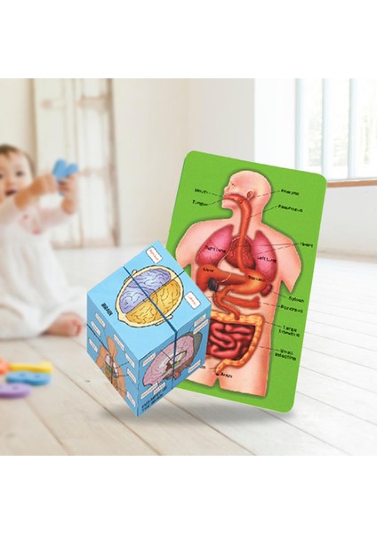 Insan Organları Anatomisi Yapboz Yapısı Çocuk Oyuncaklar Öğrenme Yapboz (Yurt Dışından)