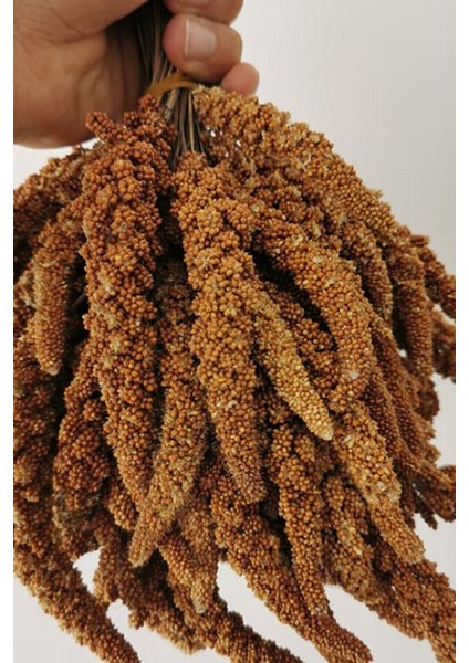Doğal Sarı Dal Darı Kuş Yemi 100 gr