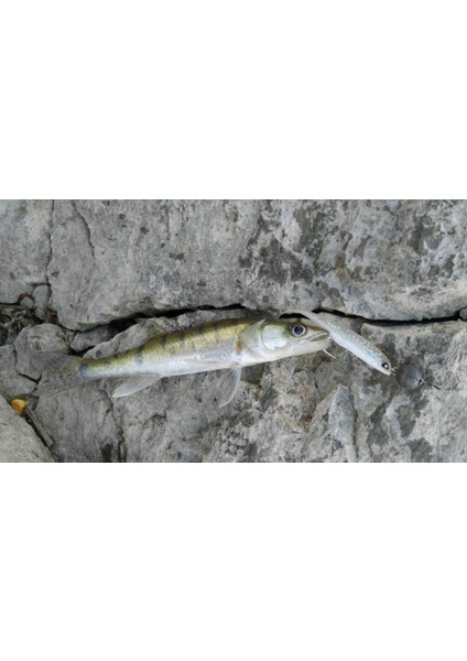 Makora 3D Shad Tail 4'' Silikon Yem 002