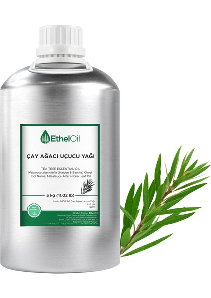 Çay Ağacı Uçucu Yağı - Etheloil - 5 kg - %100 Saf ve Doğal Uçucu Yağ - Üretici Firma, Yüksek Kalite, Toptan Satış - Tea Tree Essential Oil - Melaleuca Alternifolia (Maiden & Betche) Cheel