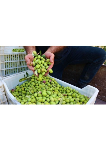 Memecik Zeytin Fidanı Tüplüdür 50 60 cm Boy
