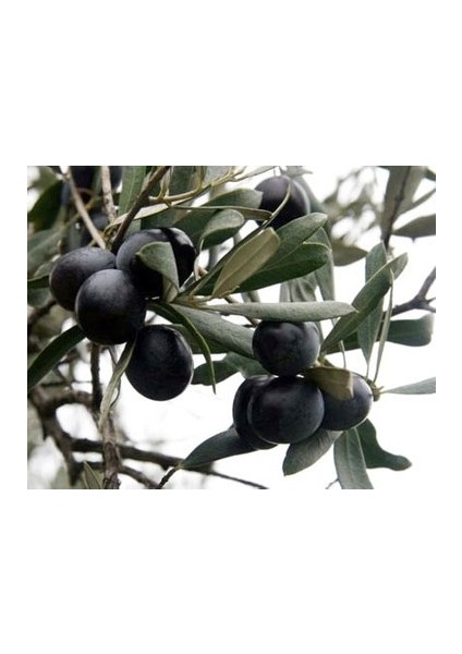 Esek Zeytin Fidanı Tüplüdür 50 60 cm Boy