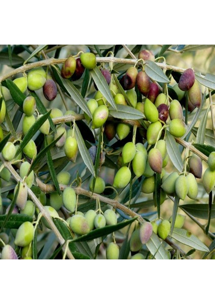Koroneki Zeytin Fidanı Tüplüdür 50 60 cm Boy