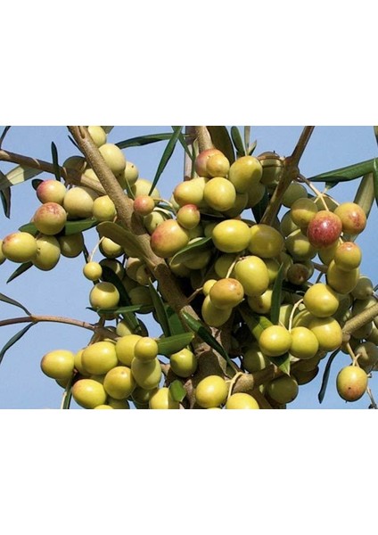 3 Adet Arbasona Zeytin Fidanı Tüplüdür 50 60 cm Boy