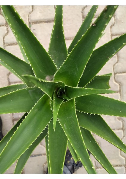 Dev Sarısabır fiyatları