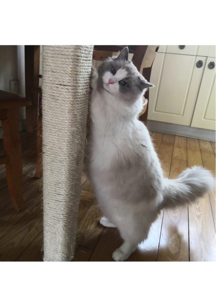 İzmir Bitpazarı Kedi Tırmalama İpi 3 mm x 20 m fiyatları