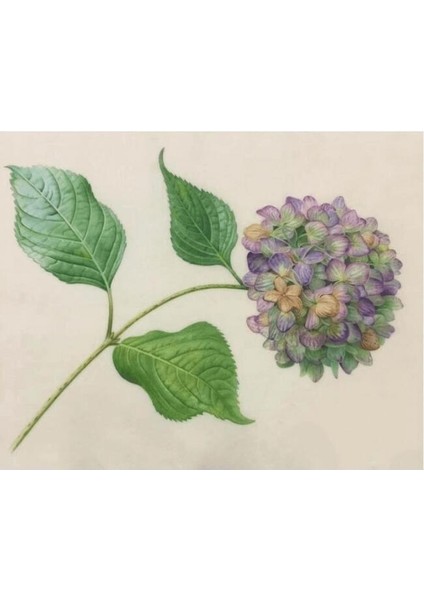Güzel Ortanca 2 Sayılarla Boyama Seti Kasnaklı 40 x 50 cm