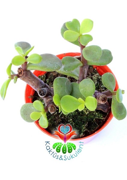 Kaktüs & Sukulent Carbon Temizleyici Bonsai, Portulacaria Afra- Minik Yeşil Yapraklı-Bonsai-Yeşim Ağacı-5,5 cm Saksı