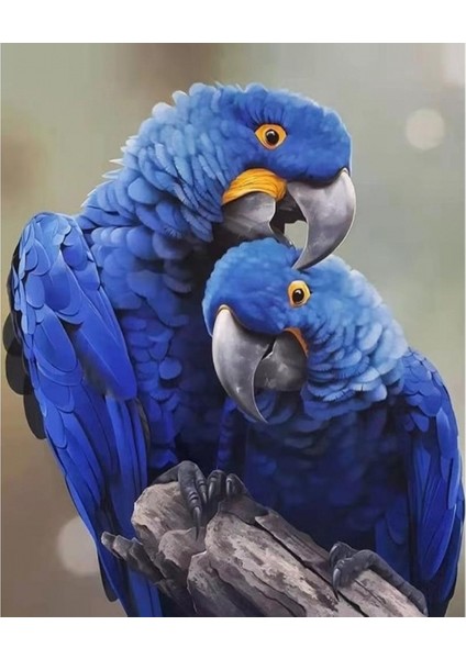Papağan Boyama Seti Kasnaklı 60 x 75 cm