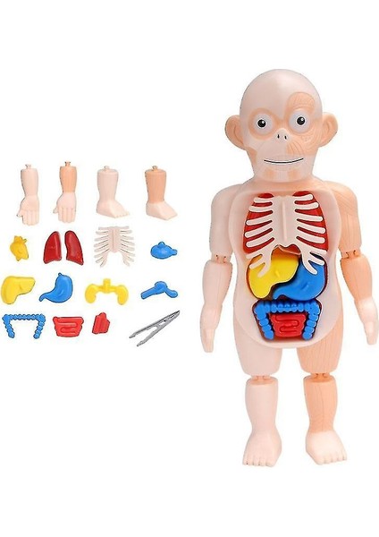 Eğitim Öğrenme Dıy Monte Oyuncaklar Kitleri Vücut Organ Tıbbi Öğretim Araçları Montessori 3D Bulmaca