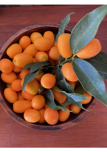 Taze Kamkat 2 kg fiyatları