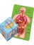 Insan Organları Anatomisi Yapboz Yapısı Çocuk Oyuncaklar Öğrenme Yapboz (Yurt Dışından) 1