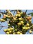 Arbeguina Zeytin Fidanı Tüplüdür Bodur 1