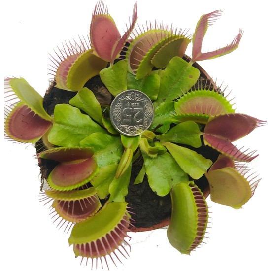 Etobur Bitkim Canlı Saksıda Dikili Büyük Kapanlı Sinek Kapan Bitkisi Dionaea Muscipula Venus Flytrap
