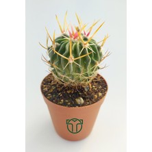 Egzotik Garden Echinofossulocactus Multicostatus Kaktüs 5.5 cm Saksıda