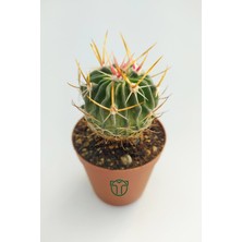 Egzotik Garden Echinofossulocactus Multicostatus Kaktüs 5.5 cm Saksıda