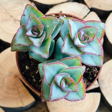 Egzotikbahçe Crassula Conjuncta Succulent Katlı Büyüyen Nadir Sukulent Bitkisi