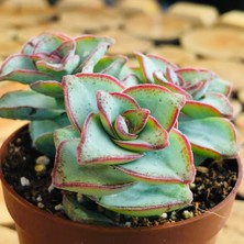 Egzotikbahçe Crassula Conjuncta Succulent Katlı Büyüyen Nadir Sukulent Bitkisi