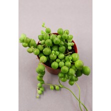 Senecio Rowleyanus - Tesbih Çiçeği 5.5 cm Saksıda