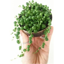 Tespih Boncuk Çiçeği Senecio Herreianus 5,5 cm Saksı Kaktüs