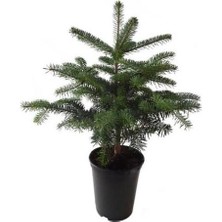 Mimoza Toros Göknar Köknar Çam Fidanı 4 Yaş 40-60 cm Abies Cilicica