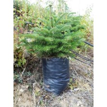 Mimoza Toros Göknar Köknar Çam Fidanı 3 Yaş 30-50 cm Abies Cilicica