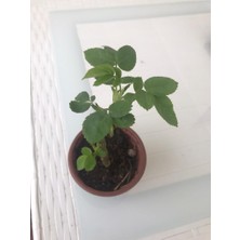 Mimoza Tüplü Kokulu Reçellik Pembe Isparta Gülü Fidanı 15-25 cm