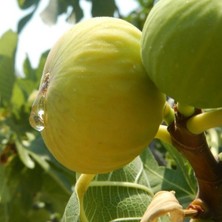 İdea Pazar Tüplü Özel Çeşit Akdeniz Sinap Incir Fidanı 60 - 80 cm