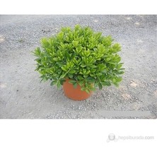 Ucuzluk Diyarı Pittosporum ( Yıldız Çalısı ) Fidanı Saksılıdır